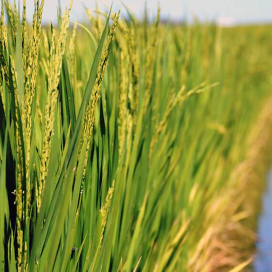 Panorama de cultivos en Entre Ríos 2025/26